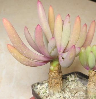 othonna clavifolia aff caudex