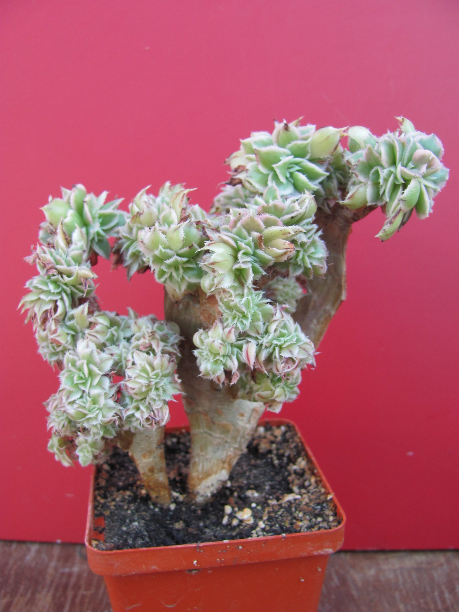 Aeonium  Sunburst cristata