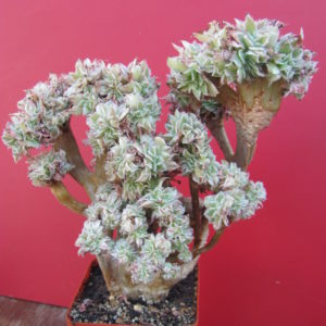 Aeonium Sunburst variegata