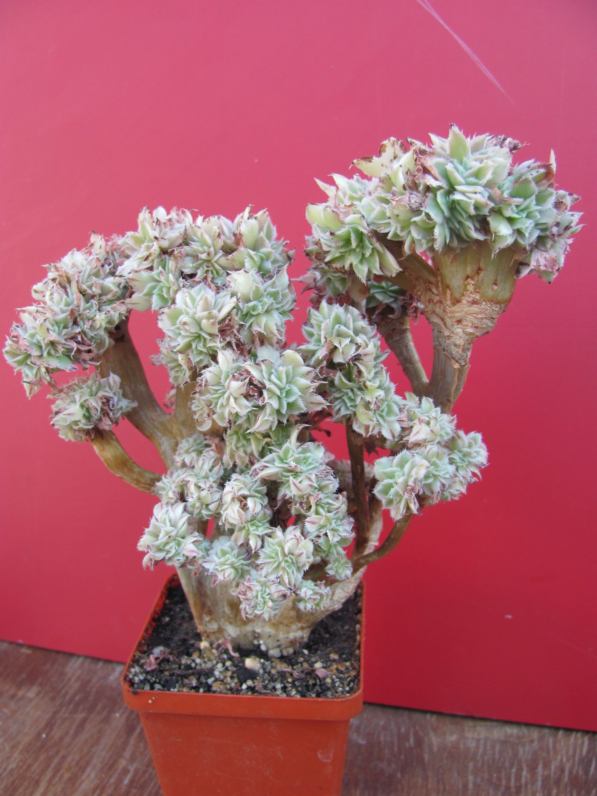 Aeonium Sunburst variegata