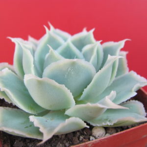 Echeveria  Laguna Sanchez