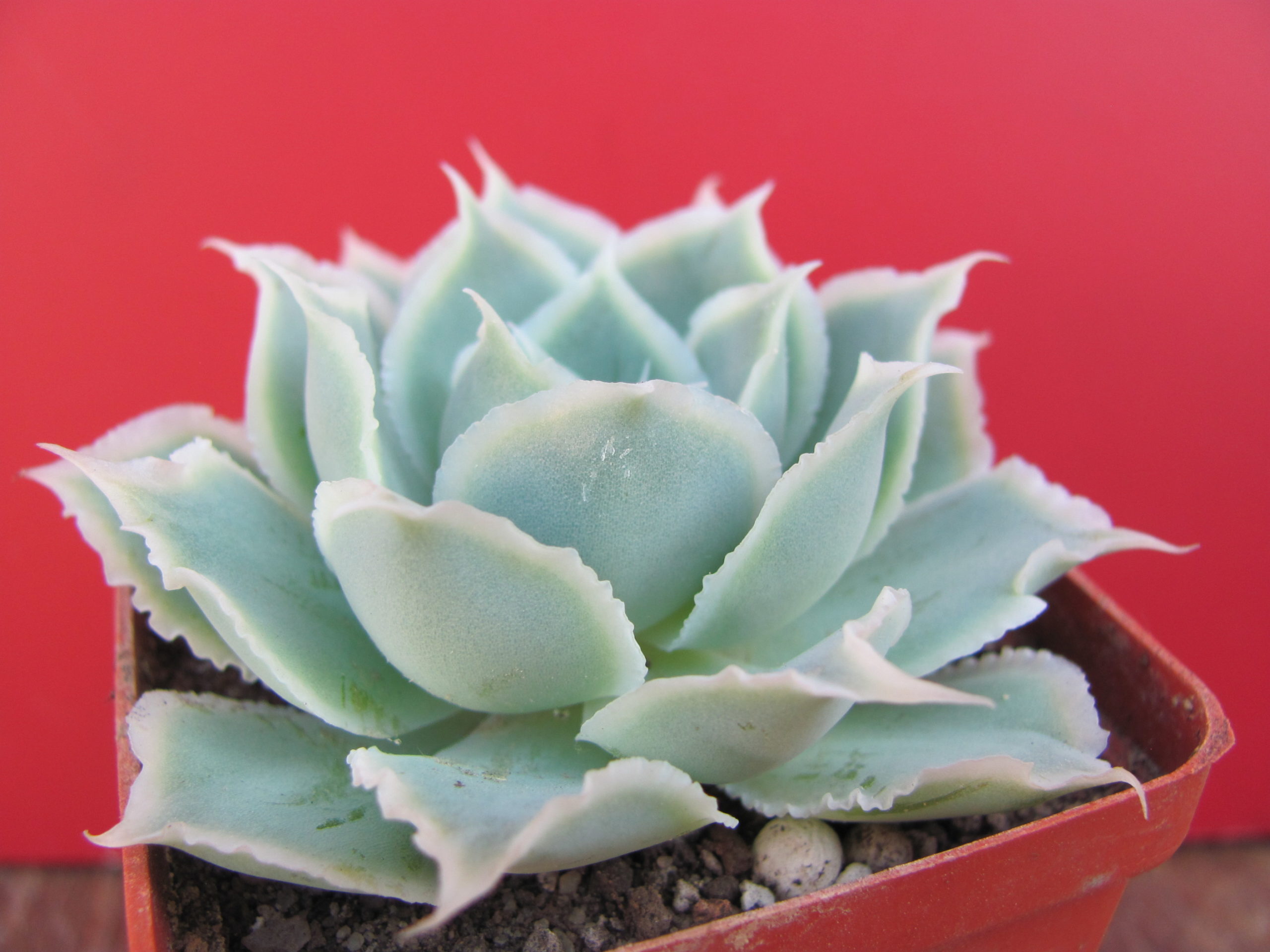 Echeveria  Laguna Sanchez