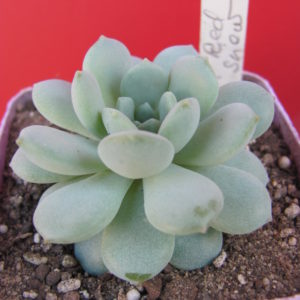Echeveria  *Red Snow*