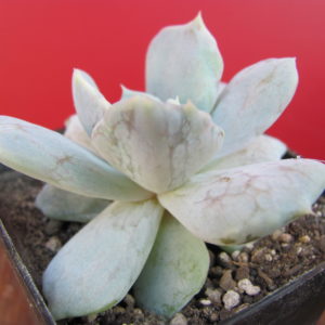Echeveria  *Vampire Appaloosa*