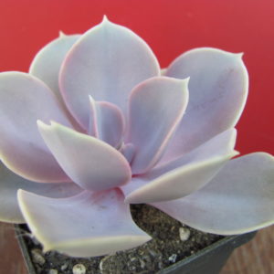 Echeveria Perle von Nurnberg