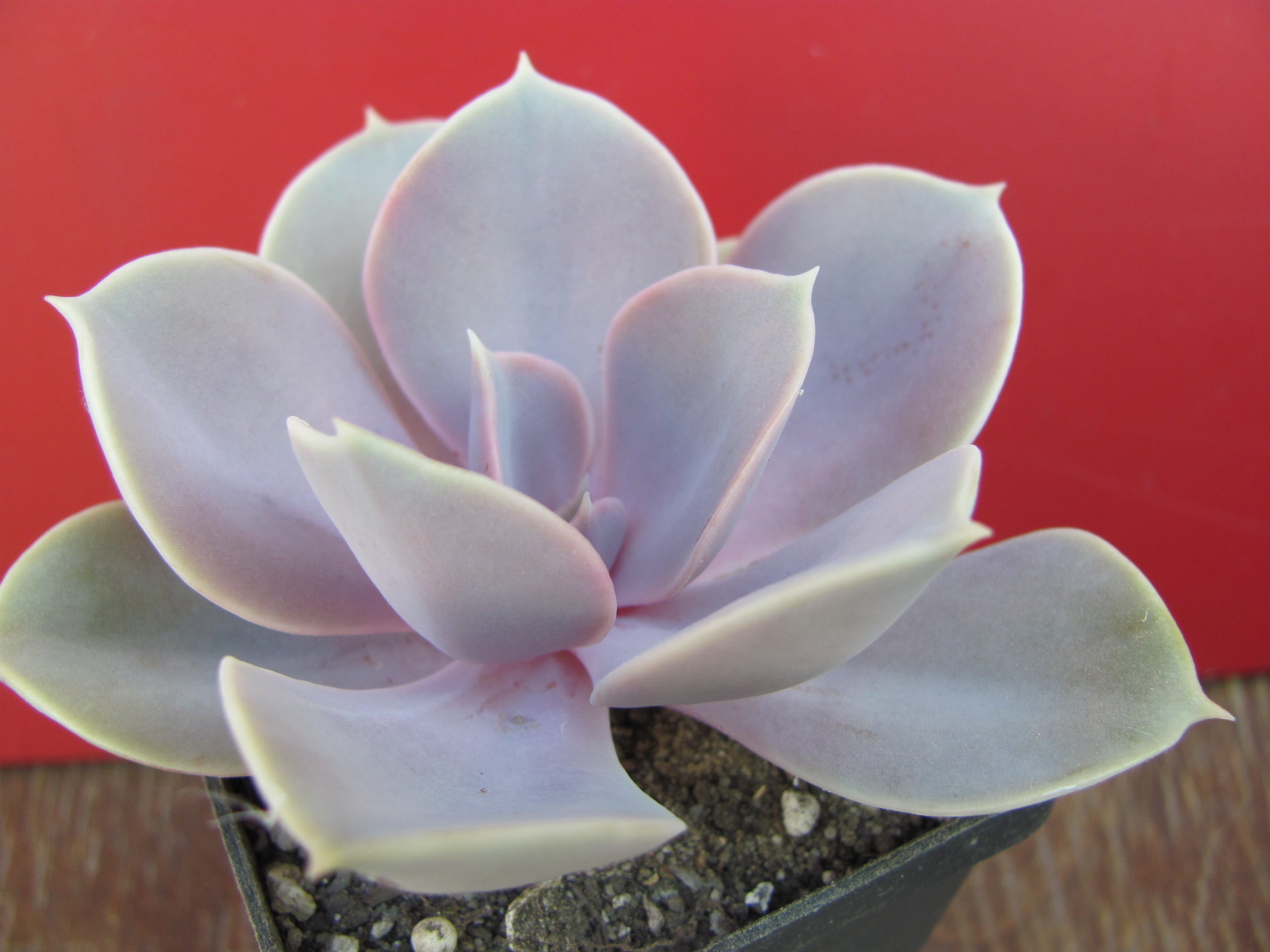 Echeveria Perle von Nurnberg