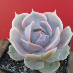 Echeveria Lilacina hybr.