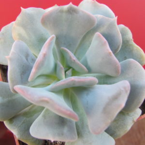 Echeveria Cubic Frost variegata
