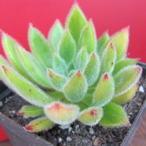 Echeveria Set Oliver