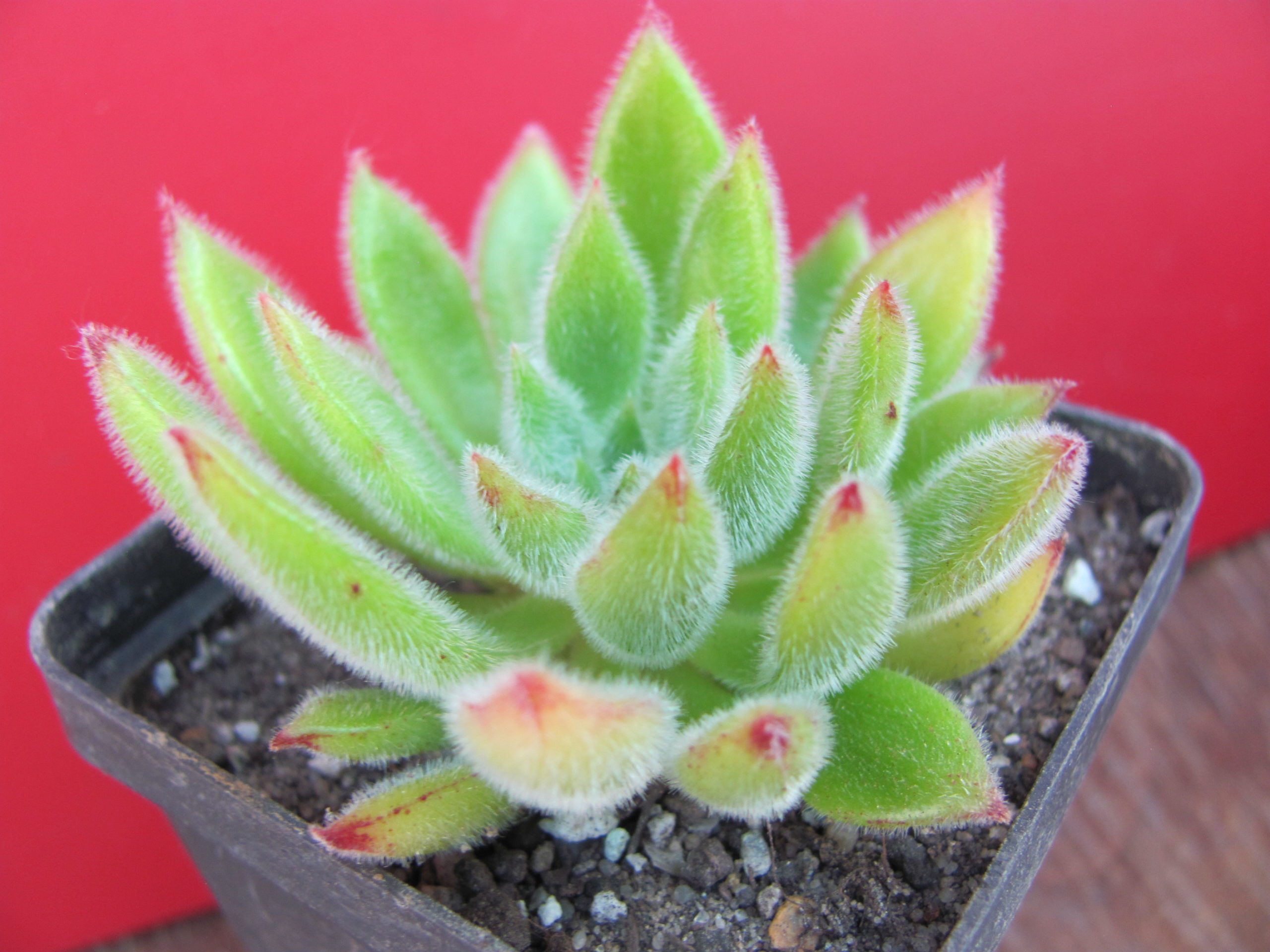 Echeveria Set Oliver