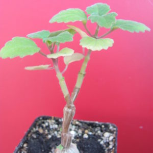Plectranthus ernstii