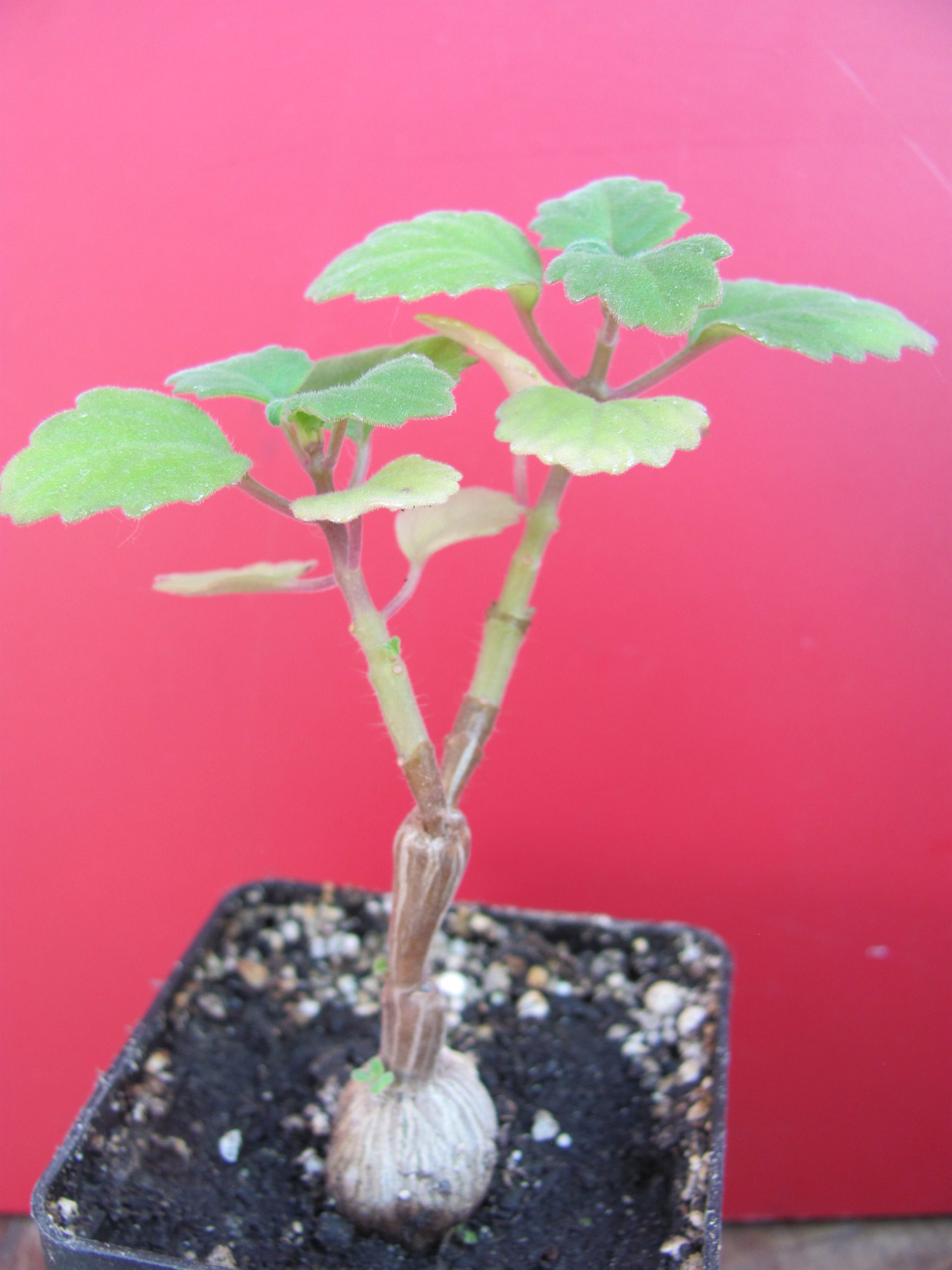 Plectranthus ernstii