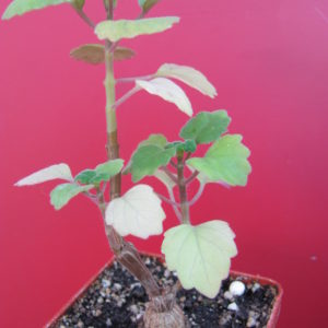 Plectranthus ernstii