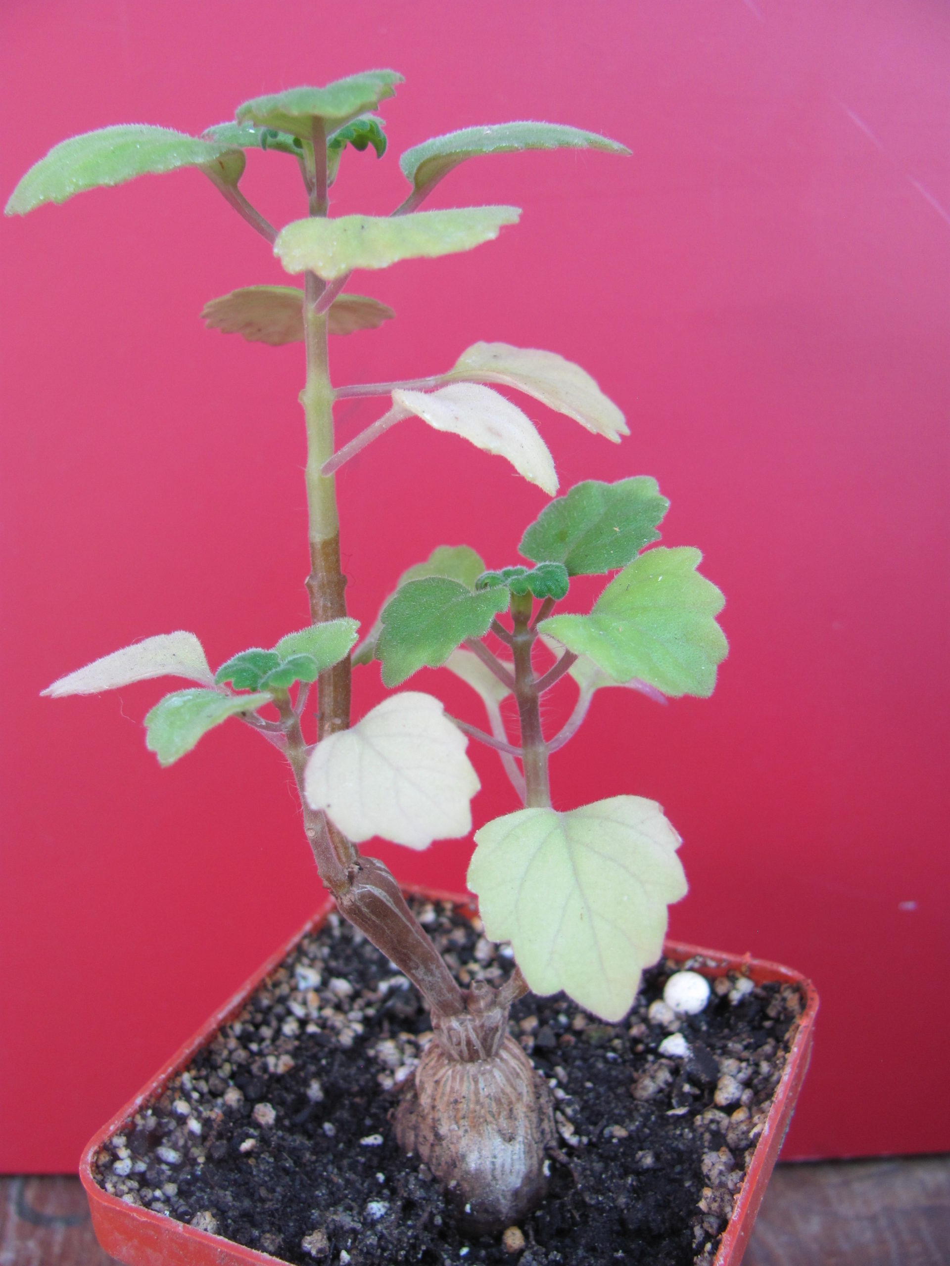 Plectranthus ernstii