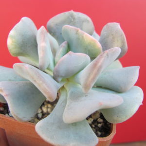 Echeveria Cubic Frost variegata