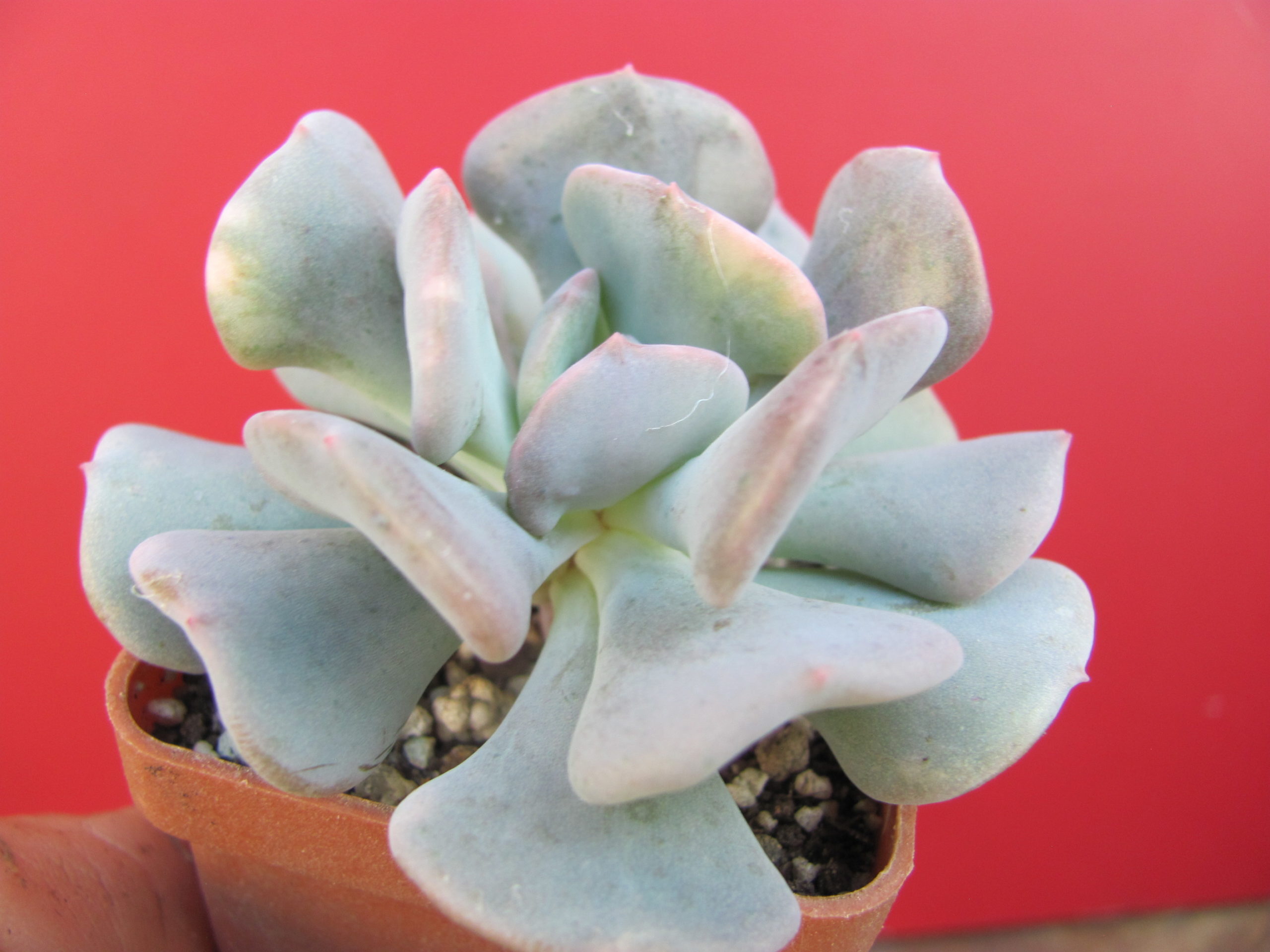 Echeveria Cubic Frost variegata