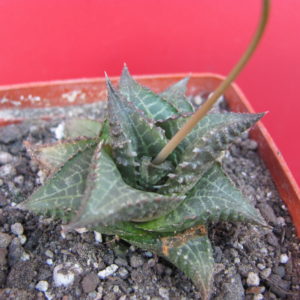 Haworthia   tesellata  *Parva*