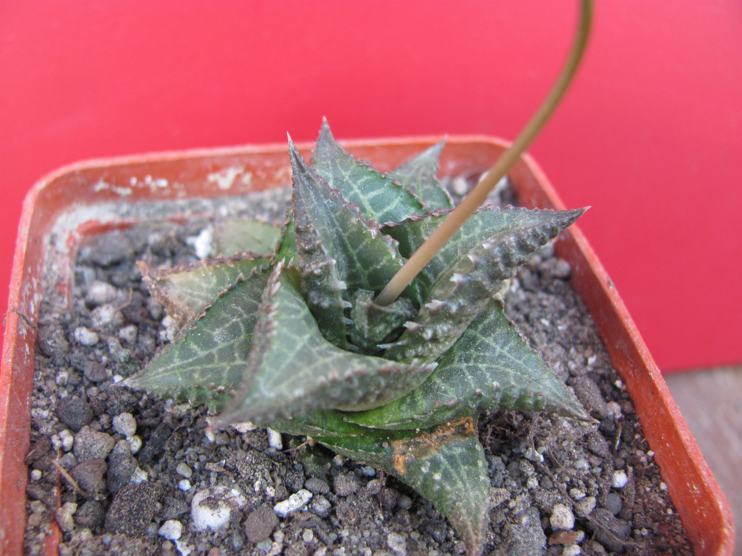 Haworthia   tesellata  *Parva*