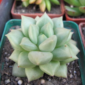 Echeveria Van Keppel