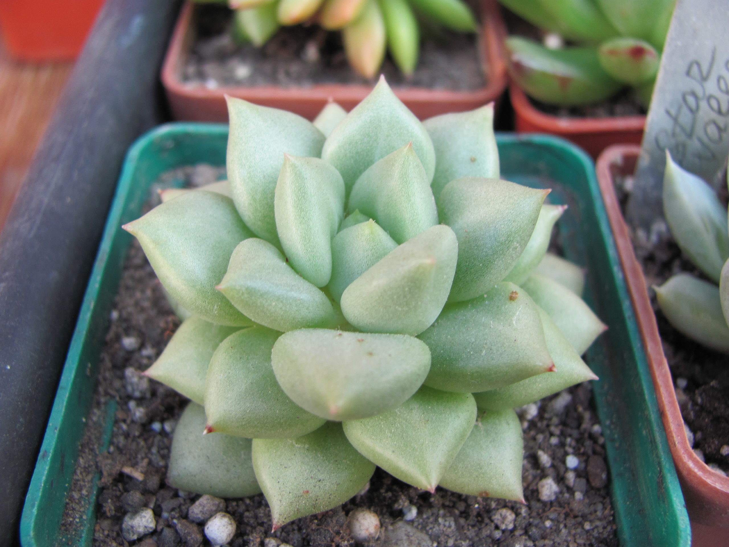 Echeveria Van Keppel