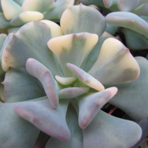 Echeveria Cubic Frost variegata