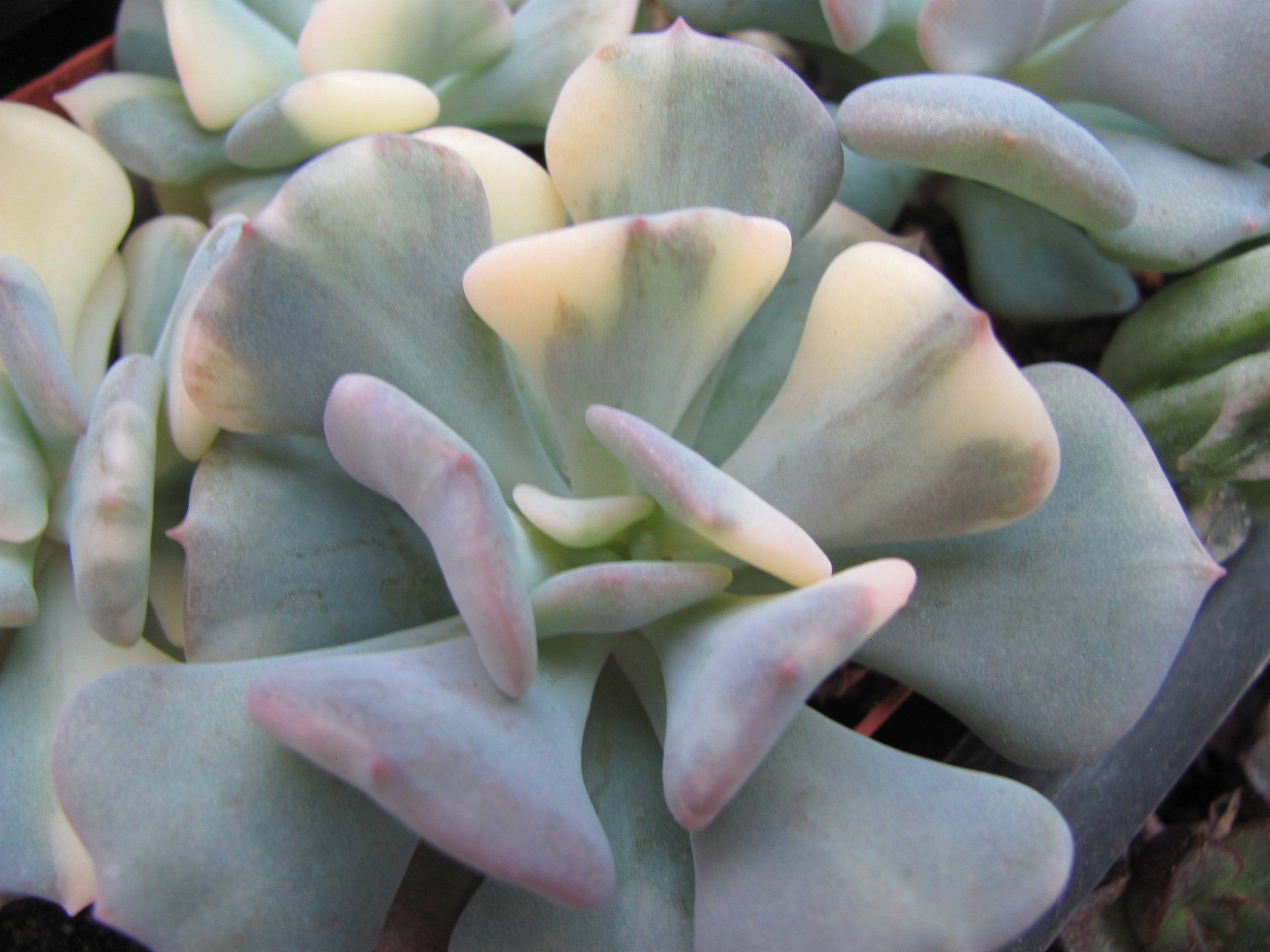 Echeveria Cubic Frost variegata