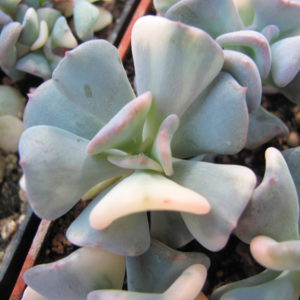 Echeveria Cubic Frost variegata