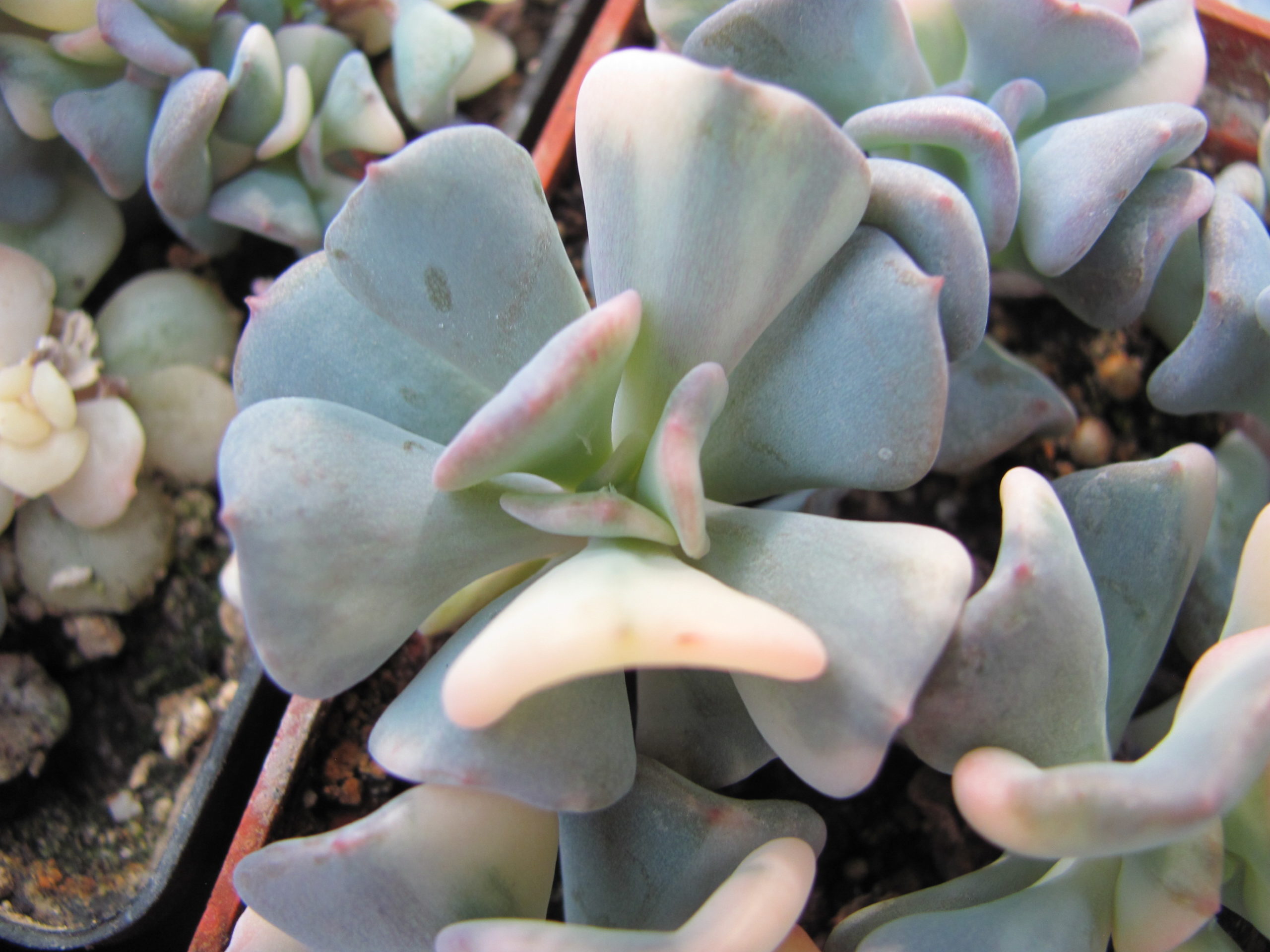 Echeveria Cubic Frost variegata