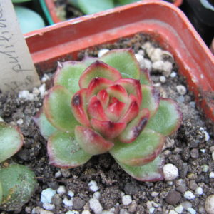 Echeveria *Puli-lindsayana*
