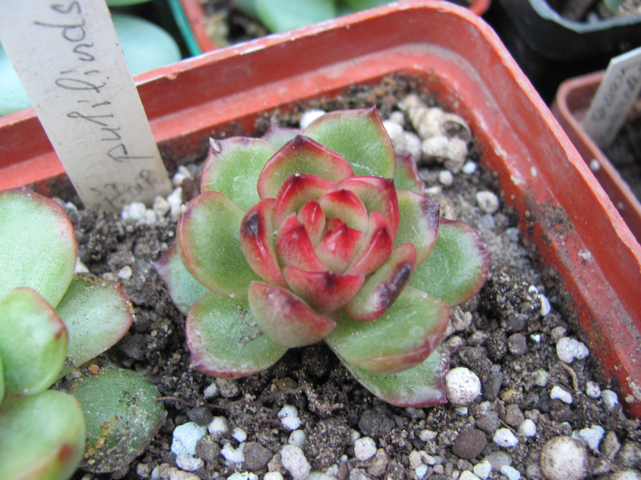Echeveria *Puli-lindsayana*