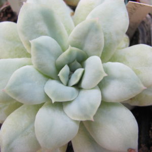 Echeveria * Seersucker*