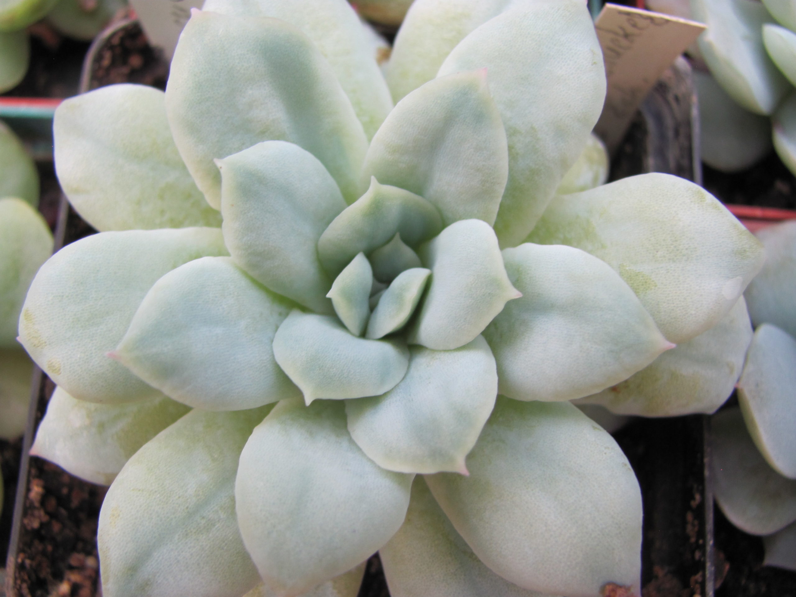 Echeveria * Seersucker*