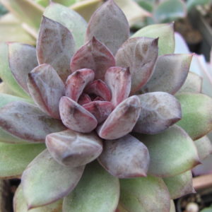 Echeveria hybr.  53       Italy