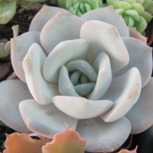 Echeveria laui   hybr.