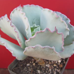 Cotyledon undulata Red