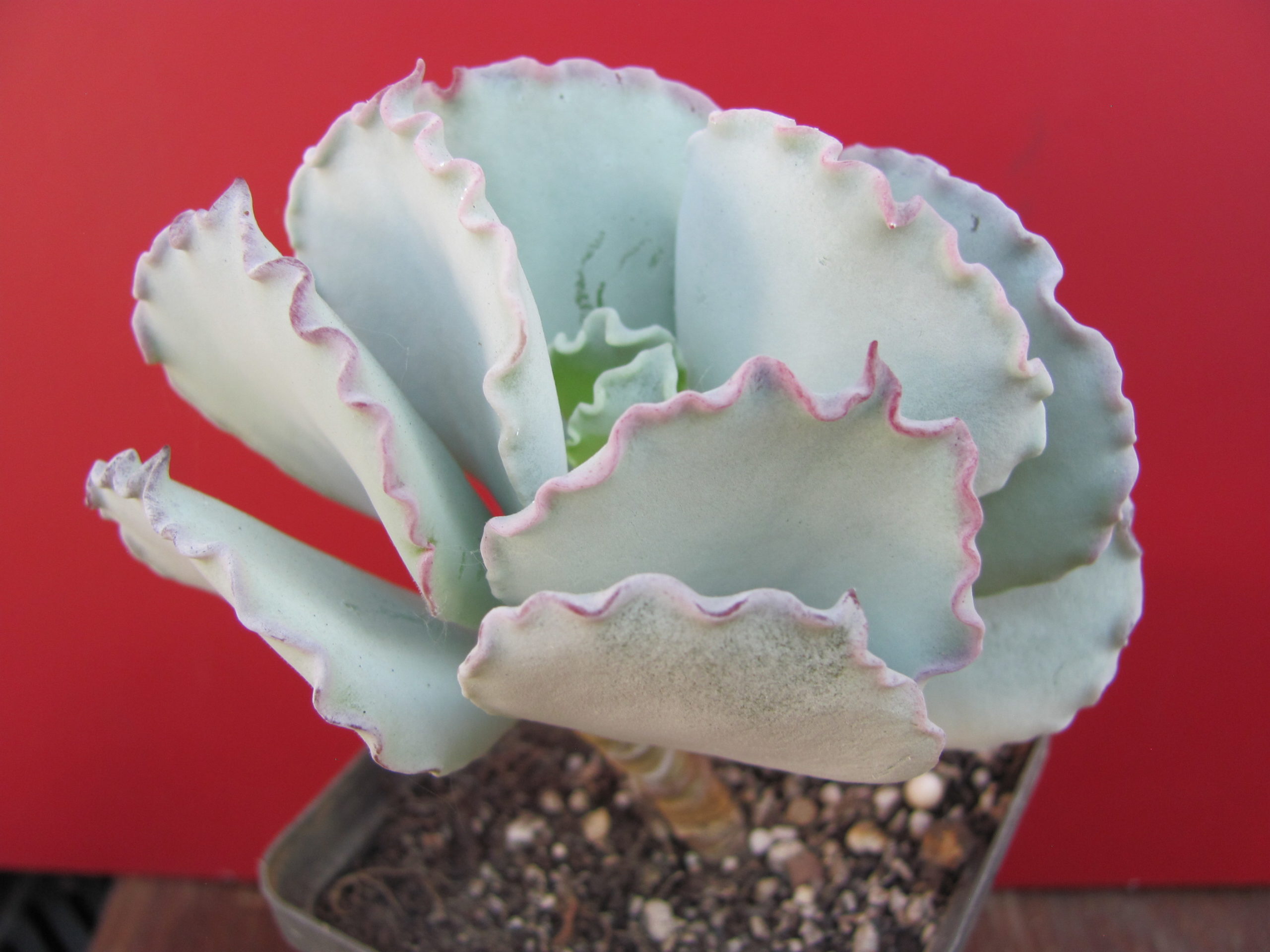 Cotyledon undulata Red