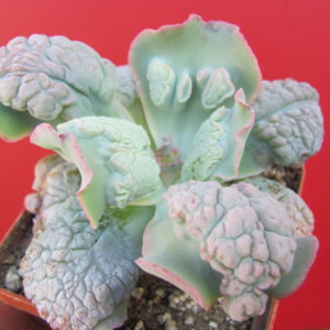 Echeveria Linguas