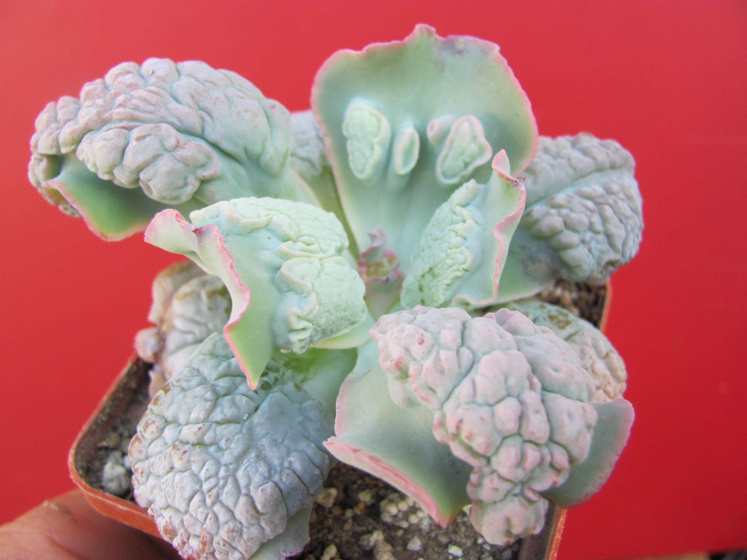 Echeveria Linguas