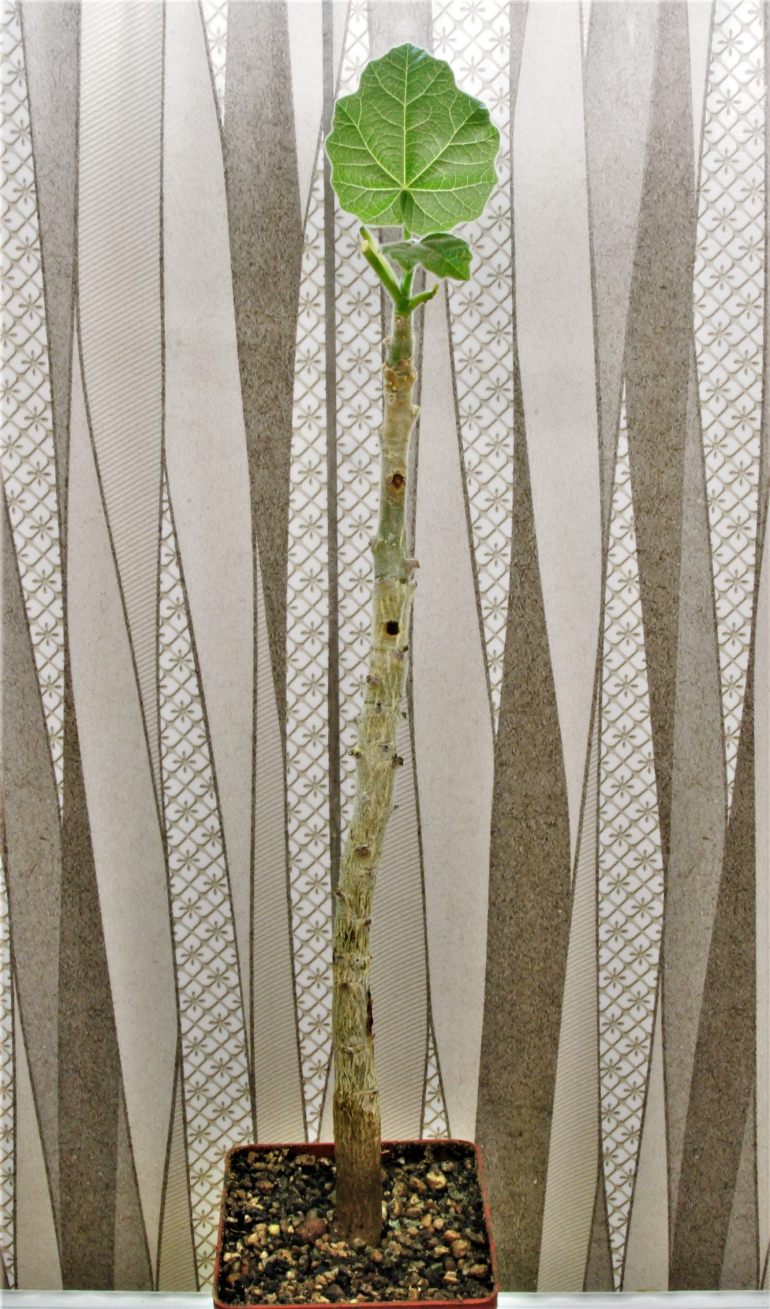 Jatropha andrieuxii. Кубик 8х8см. 1100грн.-