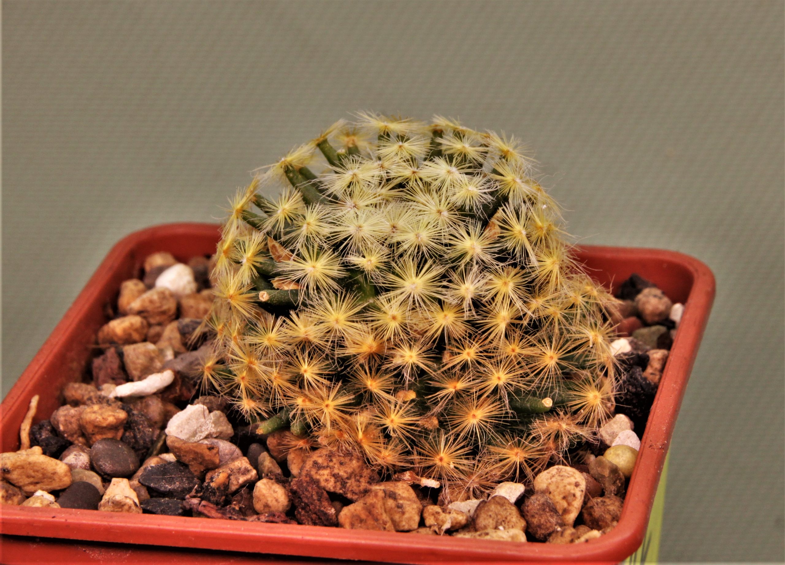 Mammillaria-schiedeana