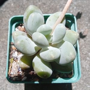Pachyphytum oviferum