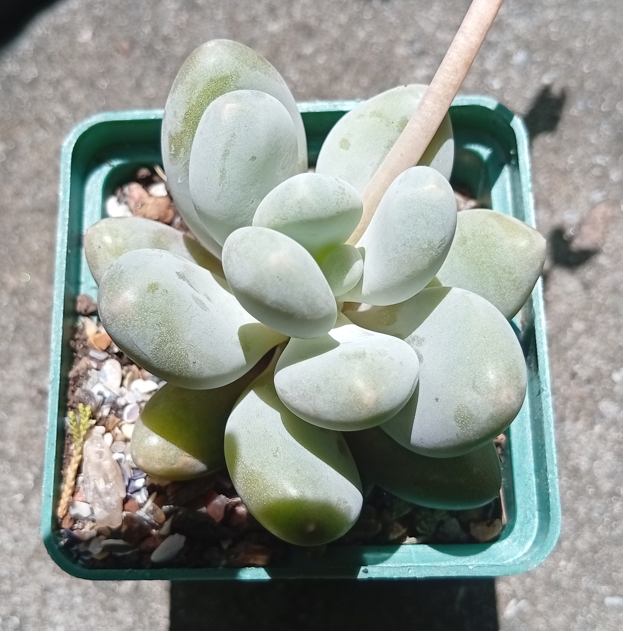 Pachyphytum oviferum