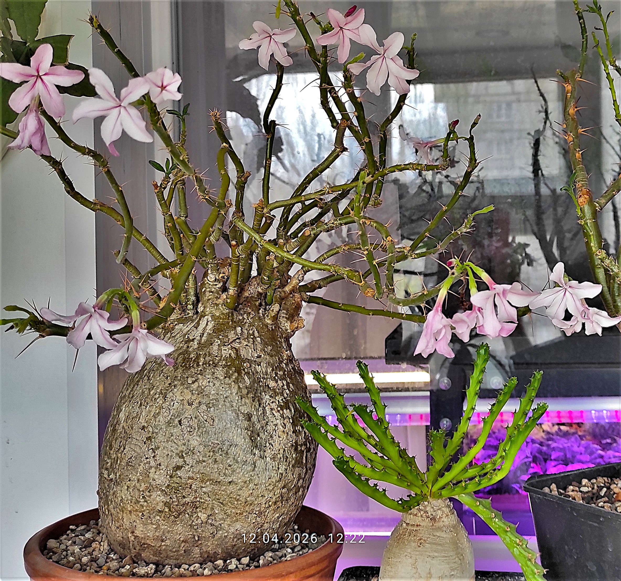 Pachypodium-succulentum-1-