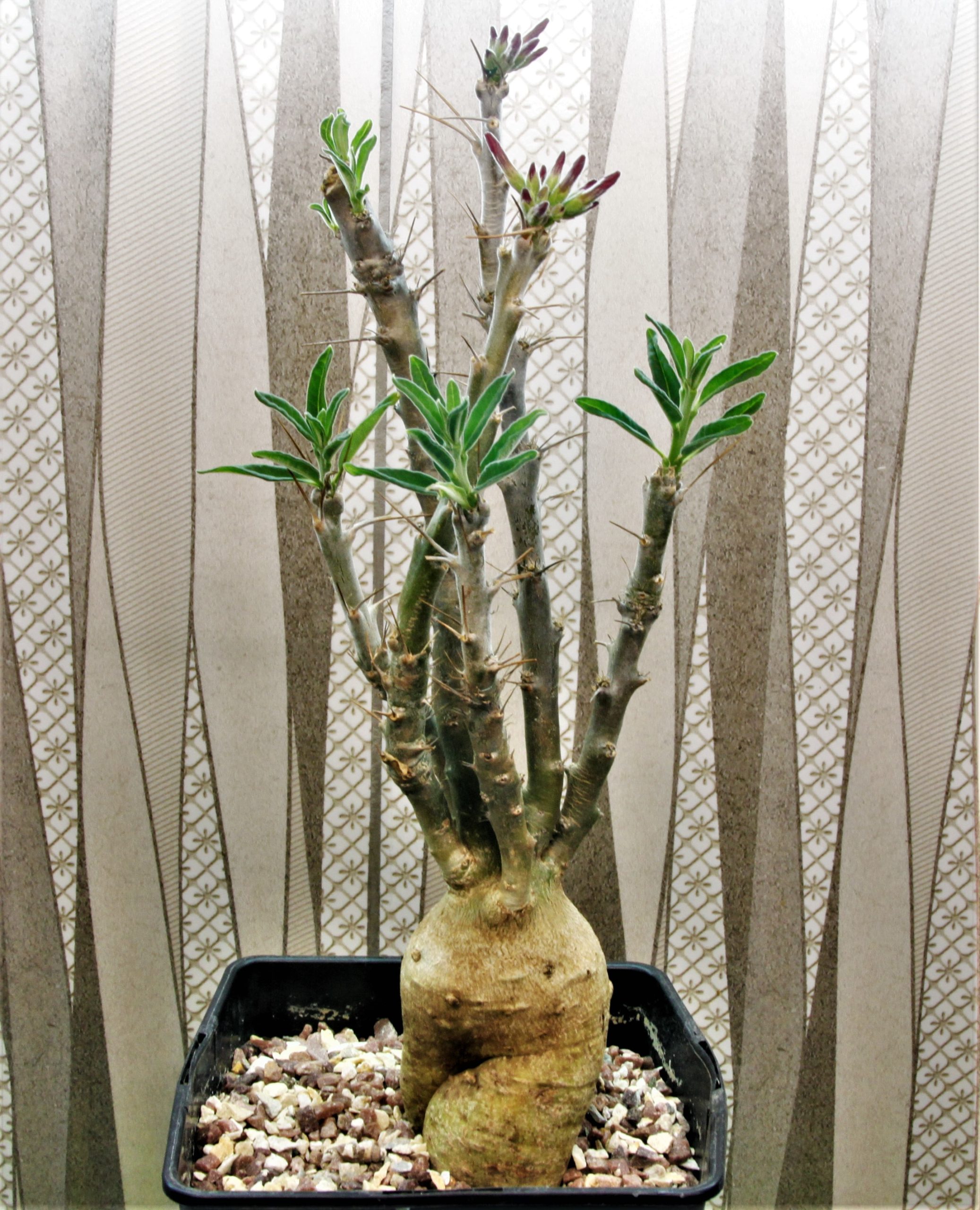 Pachypodium-succulentum-2