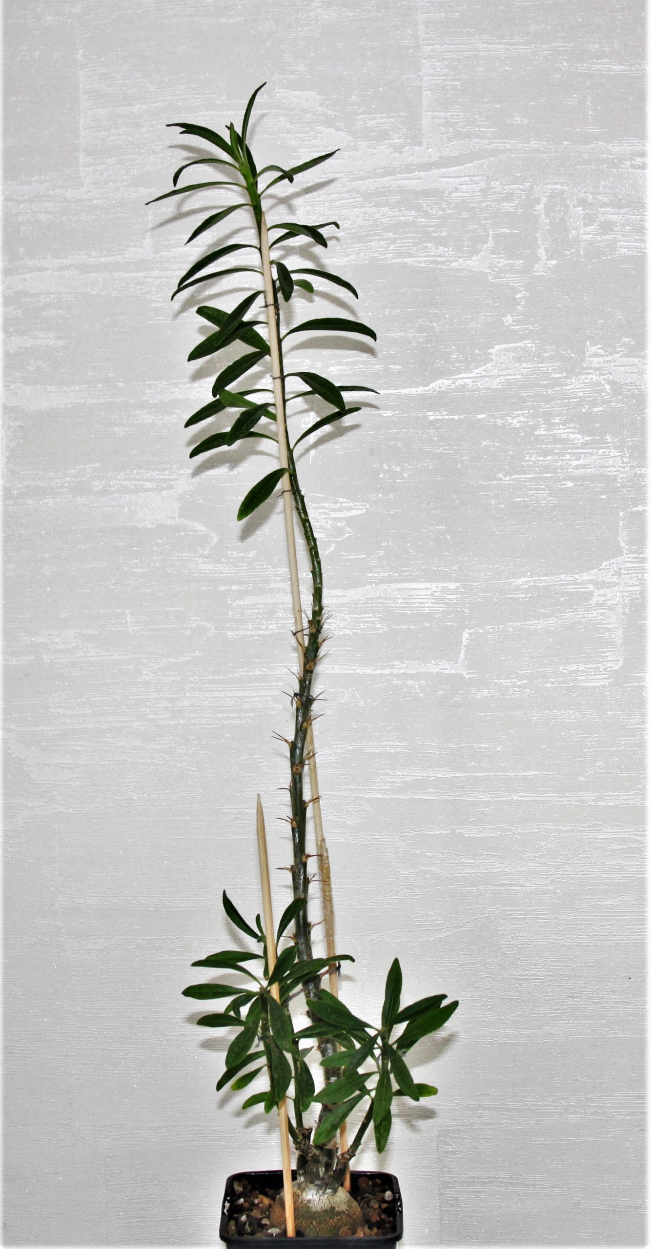 Pachypodium succulentum 3. Кубик 9х9см. 1100грн