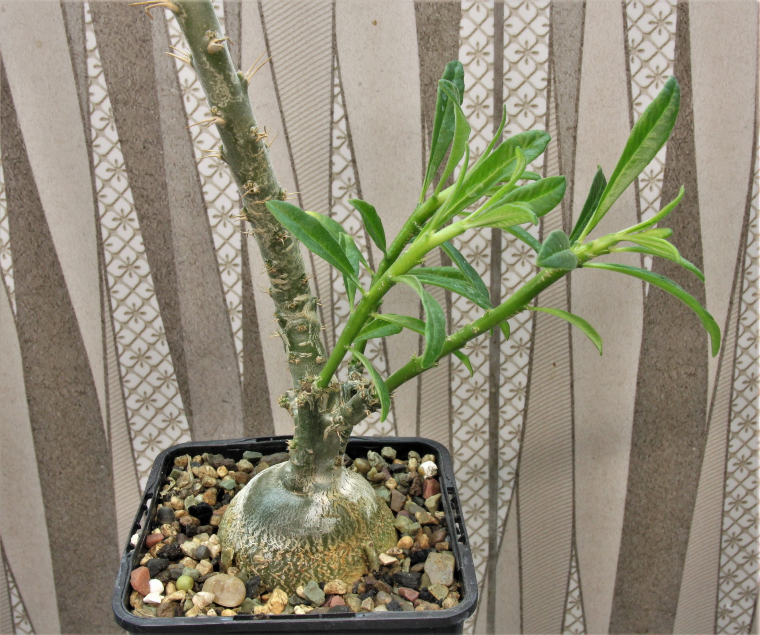 Pachypodium-succulentum-3.