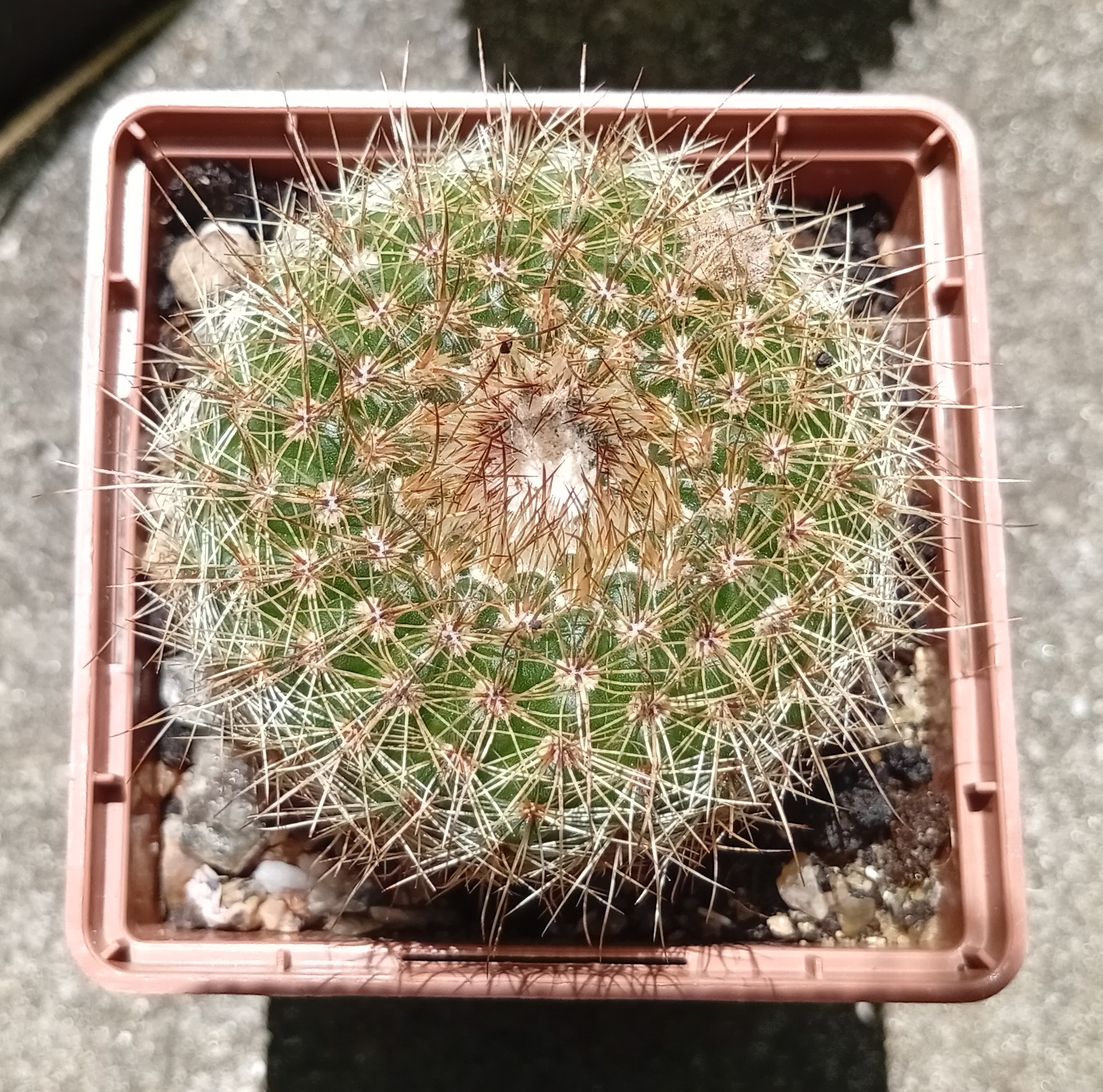 Parodia elegans