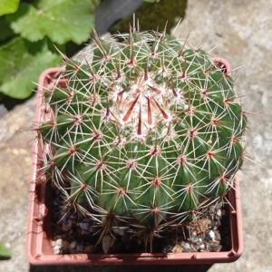 Parodia rutilans