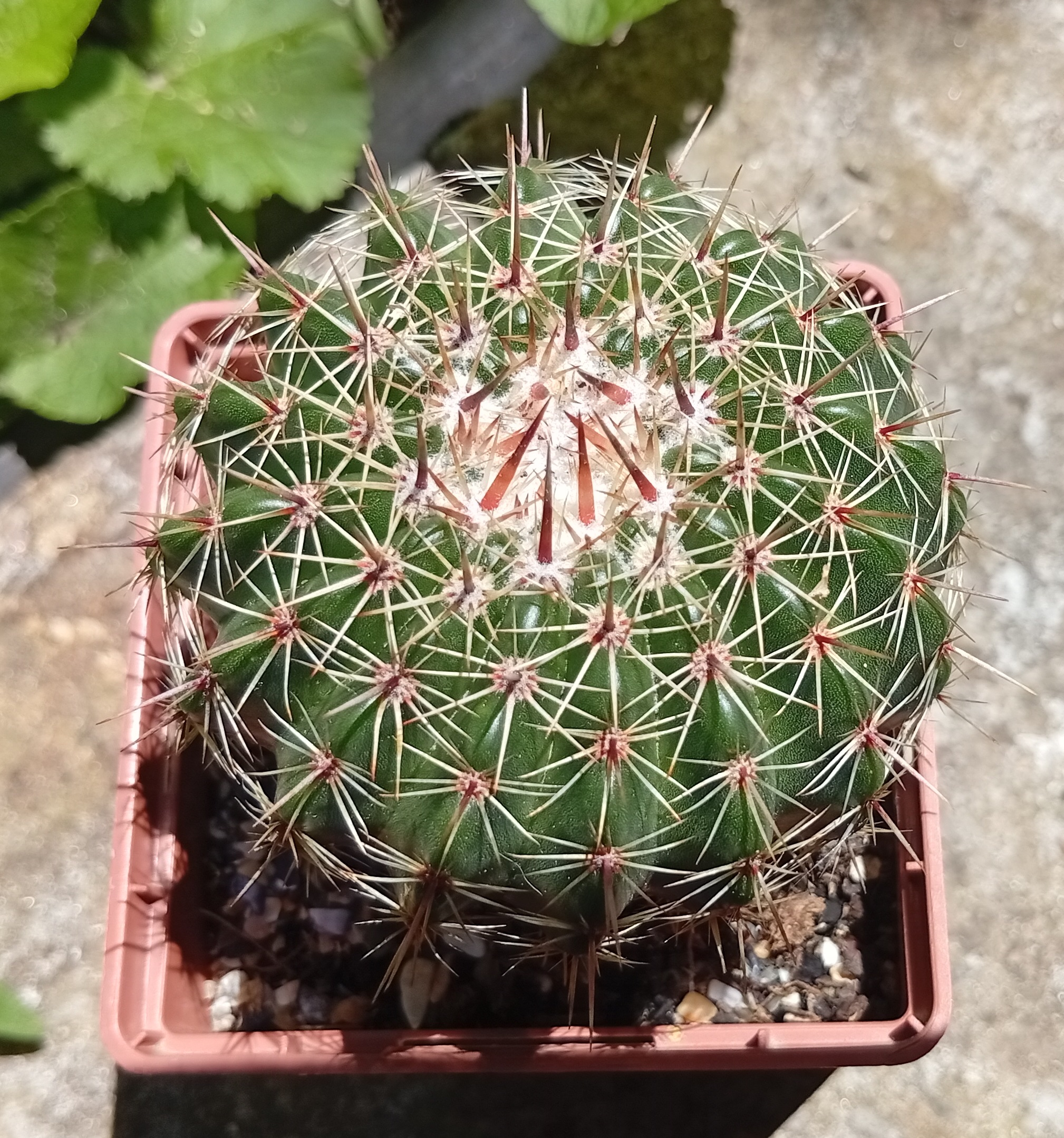 Parodia rutilans