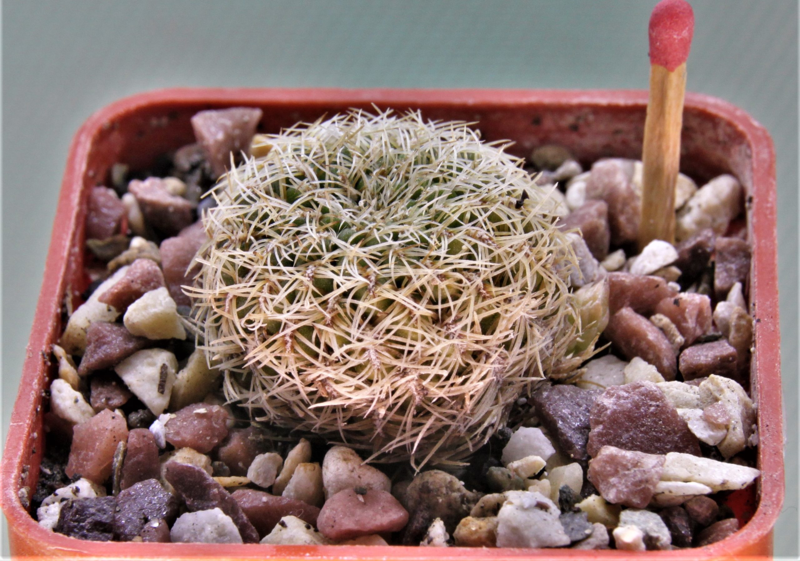 Sulcorebutia roberto-vasguezii-LH-1476-1